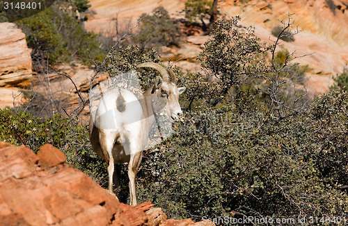 Image of Wild Animal Alpine Mountain Goats Searching for Food High Forest