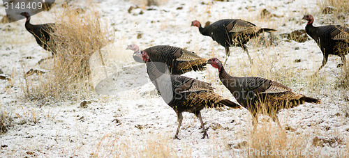 Image of Wild Animal Turkey Game Birds Peck Frozen Ground Feeding