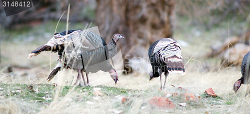 Image of Wild Animal Turkey Game Birds Peck Ground for Food