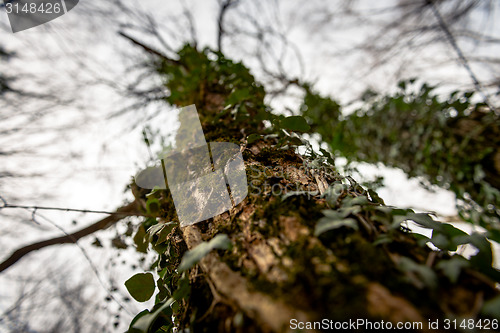 Image of Abstract hoto of some winter branches