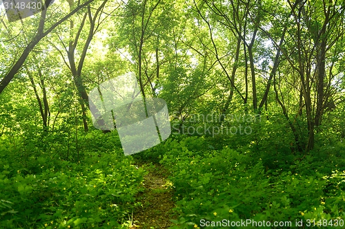 Image of Small Pathway going trough the forest