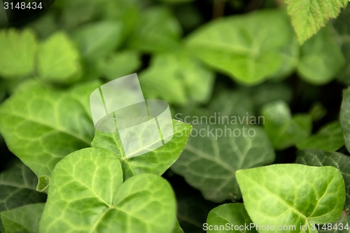 Image of Leaves of fresh green ivy closeup