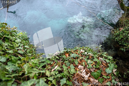 Image of Creeping ivy on the ground outdoors