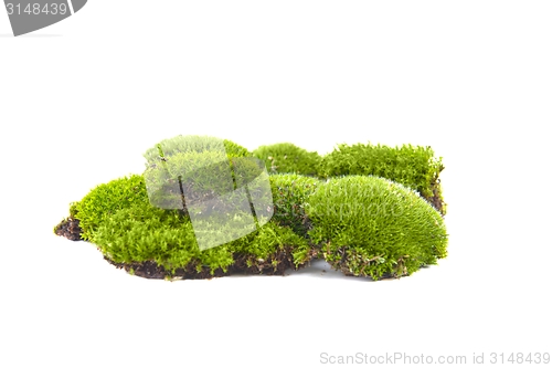 Image of Green moss isolated 