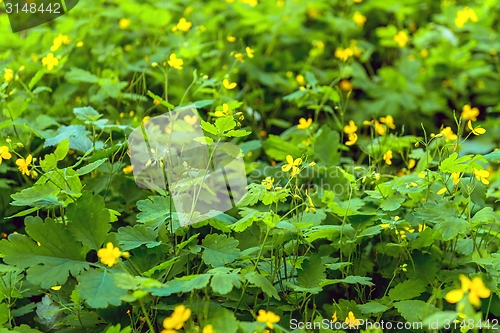 Image of Fields are flowering in the summer