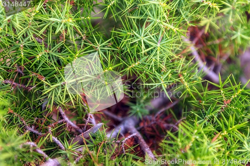 Image of Green moss on tree trunk