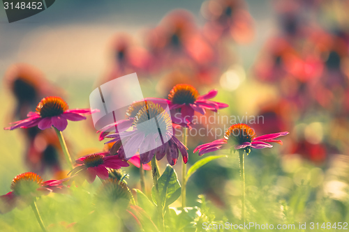 Image of Small red flowers at spring