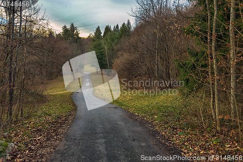 Image of Small Pathway going trough the forest