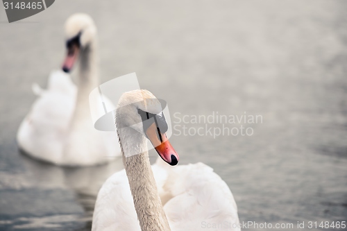 Image of Swan swimming with ducks