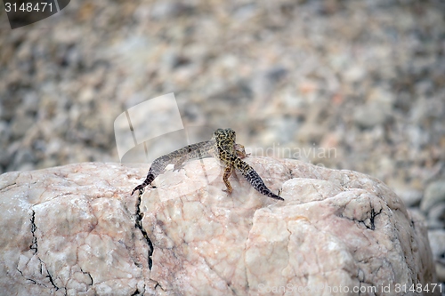 Image of Gecko lizard on rocks 