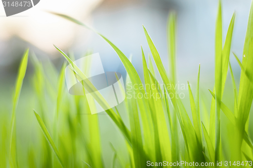 Image of Closeup photo of fresh green grass