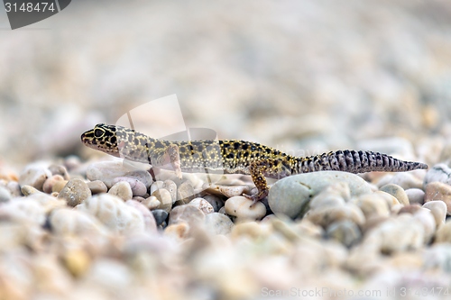 Image of Gecko lizard on rocks 