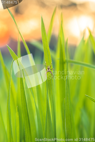 Image of Closeup photo of fresh green grass