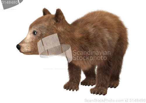 Image of Little Brown Bear