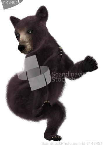 Image of Little Black Bear