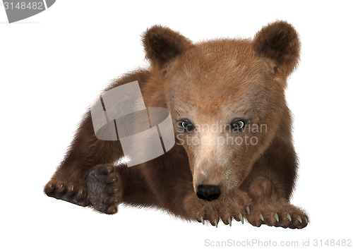 Image of Little Brown Bear