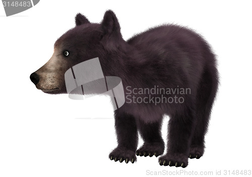 Image of Little Black Bear