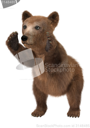 Image of Little Brown Bear