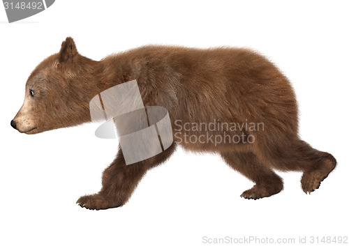 Image of Little Brown Bear