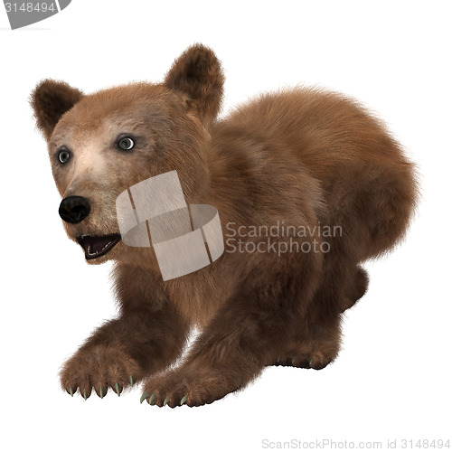 Image of Little Brown Bear