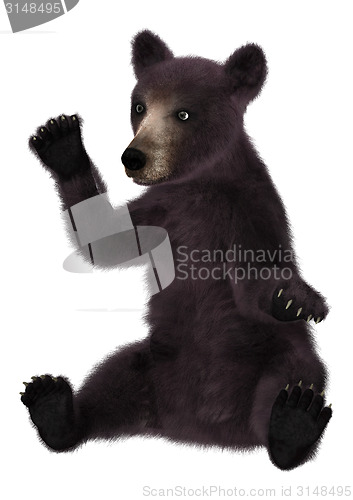 Image of Little Black Bear