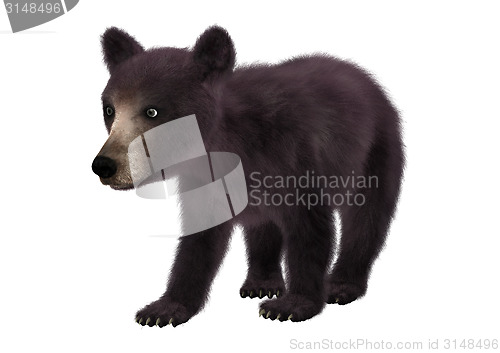 Image of Little Black Bear