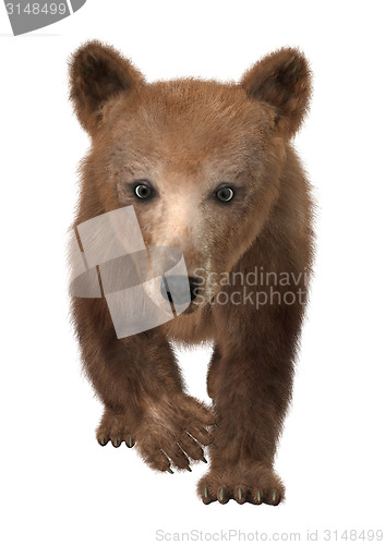 Image of Little Brown Bear