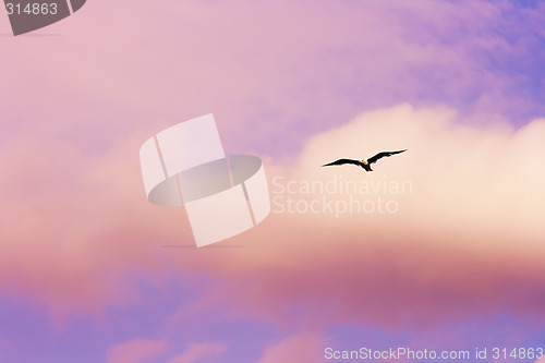 Image of Seagull flying at the sunset sky