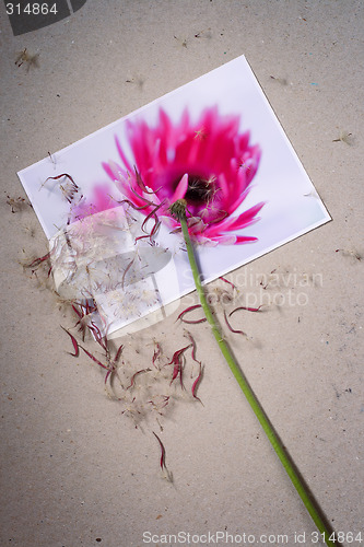 Image of Aged gerbera steam with dry pink petals and seeds