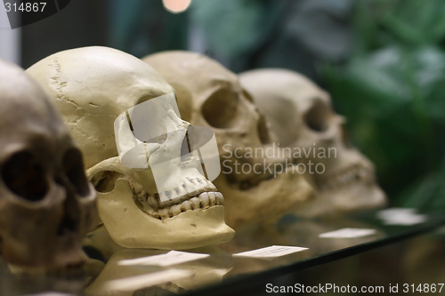 Image of Human skulls standing on the glass shelf