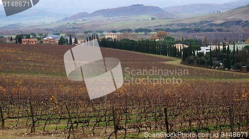 Image of 
Wineyard in the winter 					