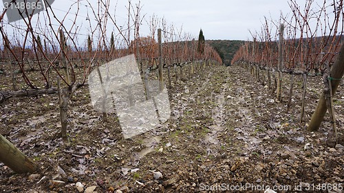 Image of 
Wineyard in the winter 					