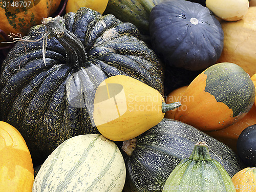 Image of Varieties of pumpkins and squashes