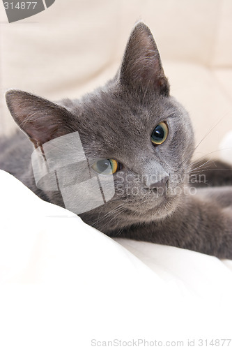 Image of cute gray cat