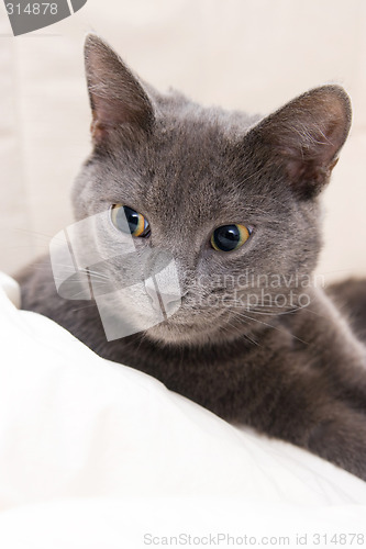 Image of cute funny gray cat