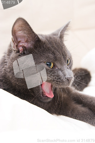 Image of cute gray cat