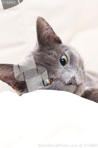 Image of cute gray cat