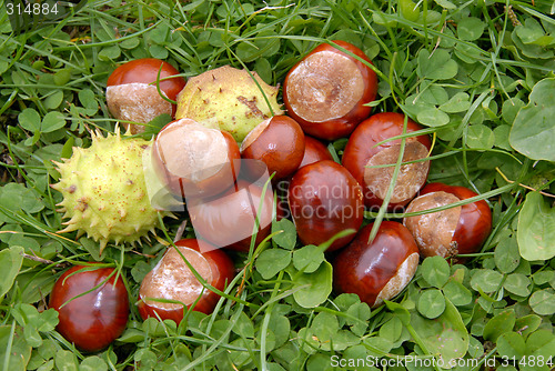 Image of chestnuts in grass