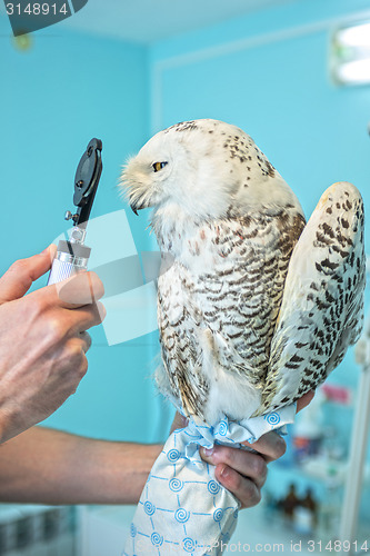 Image of owl at vet