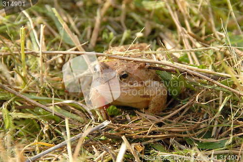 Image of frog