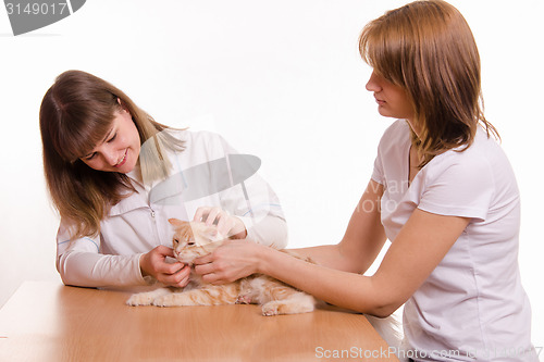 Image of The hostess brought the cat to the vet appointment