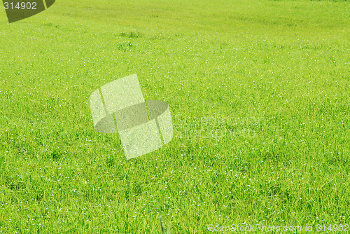 Image of green blades of grass