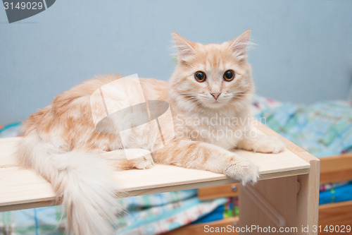 Image of White-haired cat lies on a shelf