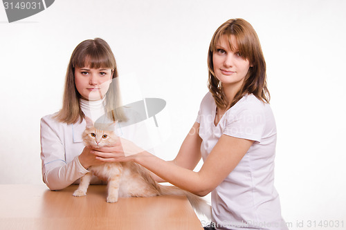 Image of Veterinarian inspects a red cat