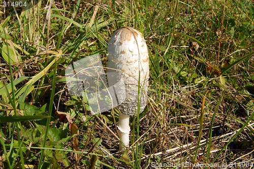 Image of white mushroom (Coprinus comatus)