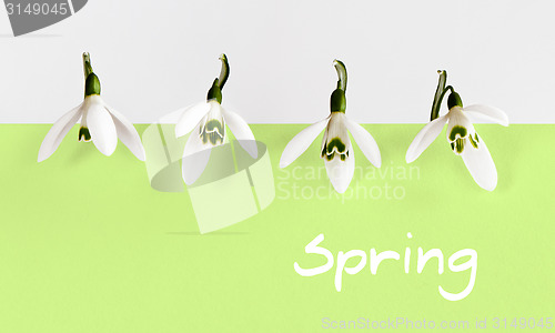 Image of Snowdrop