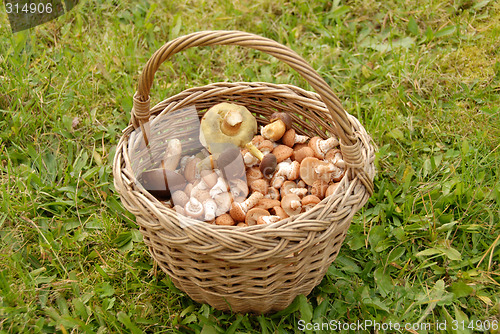 Image of Mushrooms in basket