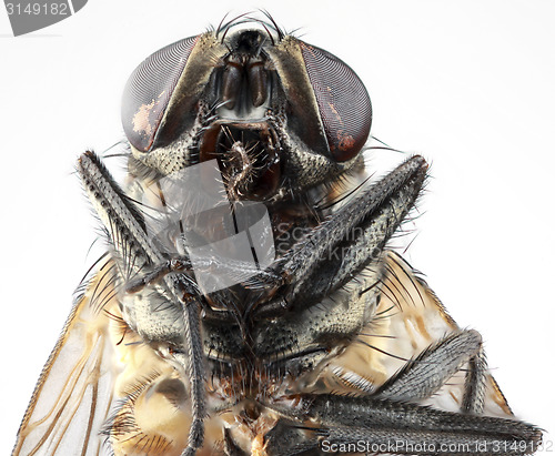 Image of House Fly Portrait