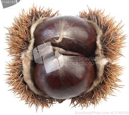 Image of Chestnut Cutout