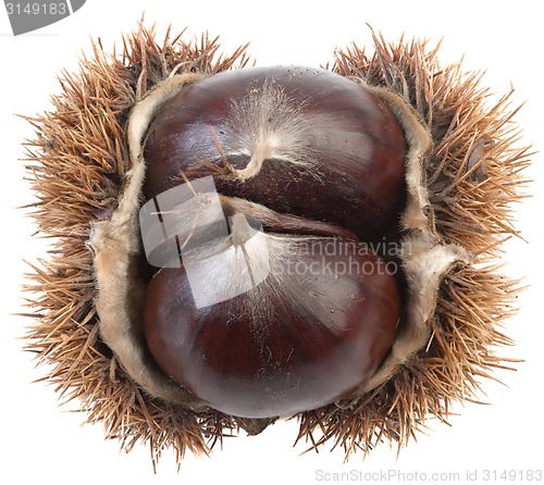 Image of Chestnut Cutout